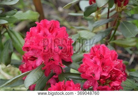 Rhododendron Nova Zembla in garden. Season of flowering azaleas (rhododendron).