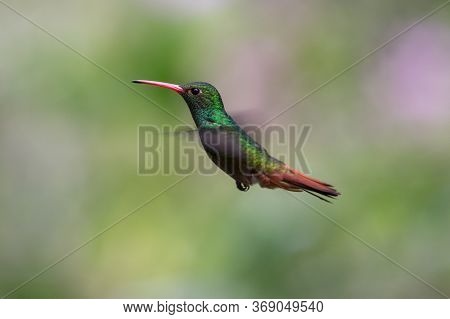 Green Violet-ear (colibri Thalassinus) Hummingbird In Flight Isolated On A Green Background In Costa