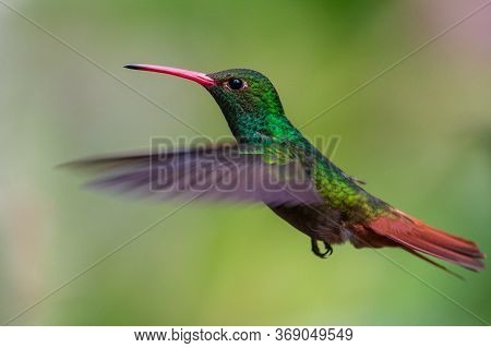 Green Violet-ear (colibri Thalassinus) Hummingbird In Flight Isolated On A Green Background In Costa