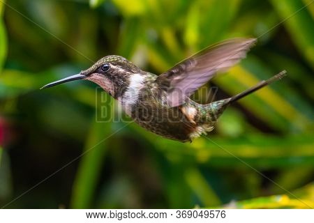 Green Violet-ear (colibri Thalassinus) Hummingbird In Flight Isolated On A Green Background In Costa