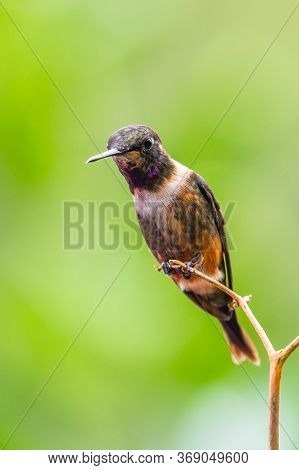 Green Violet-ear (colibri Thalassinus) Hummingbird In Flight Isolated On A Green Background In Costa