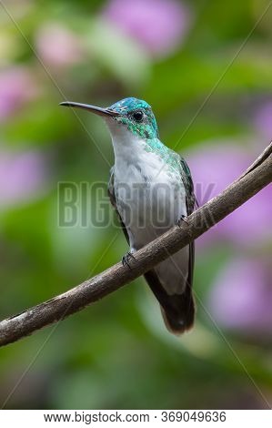 Green Violet-ear (colibri Thalassinus) Hummingbird In Flight Isolated On A Green Background In Costa