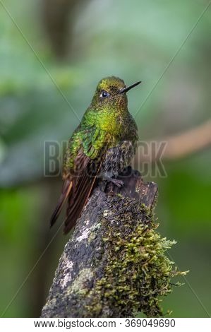 Green Violet-ear (colibri Thalassinus) Hummingbird In Flight Isolated On A Green Background In Costa