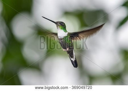 Green Violet-ear (colibri Thalassinus) Hummingbird In Flight Isolated On A Green Background In Costa