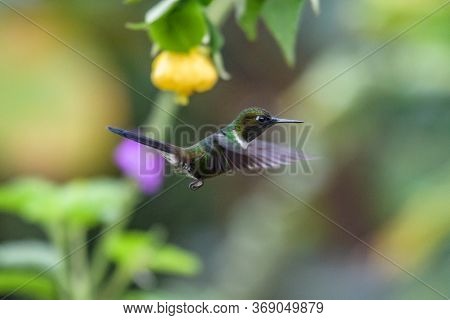 Green Violet-ear (colibri Thalassinus) Hummingbird In Flight Isolated On A Green Background In Costa