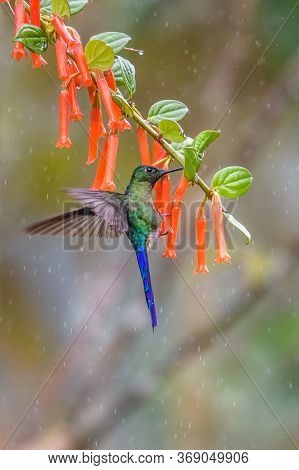 Green Violet-ear (colibri Thalassinus) Hummingbird In Flight Isolated On A Green Background In Costa