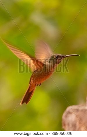 Green Violet-ear (colibri Thalassinus) Hummingbird In Flight Isolated On A Green Background In Costa