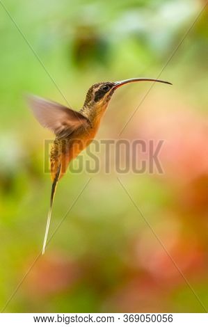 Green Violet-ear (colibri Thalassinus) Hummingbird In Flight Isolated On A Green Background In Costa