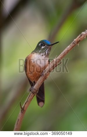 Green Violet-ear (colibri Thalassinus) Hummingbird In Flight Isolated On A Green Background In Costa