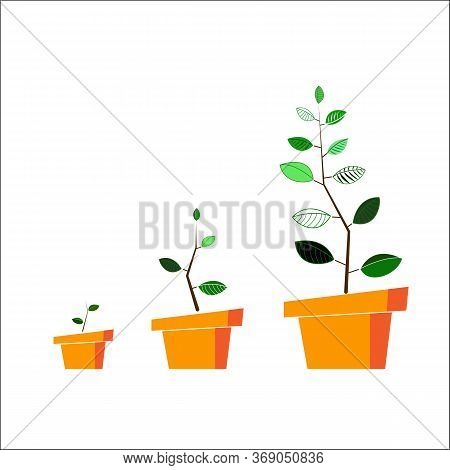 Three Growing Hotchpotch Illustrated With House Plant