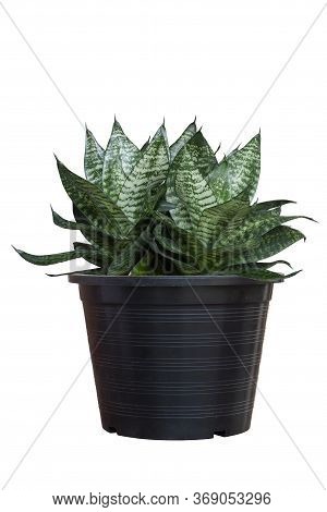 Hahnii, Bowstring Hemp, Devil Tongue, Mother-in-law's Tongue Or Snake Plant In Black Plastic Pot Iso