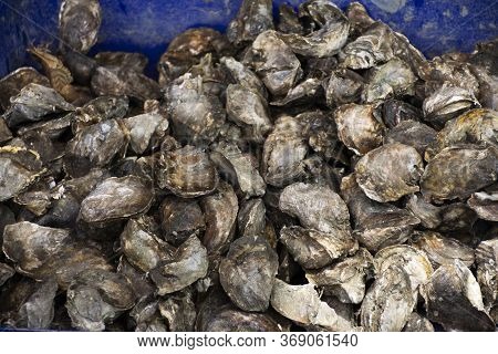 Oysters In Plastic Tank For Sale Customer In Local Market Seafood Shop Of Ban Bang Krachao Fishing V