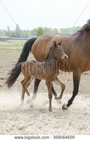 Little Brown Foal, Trosts Next To The Mother, One Week Old, During The Day With A Countryside Landsc