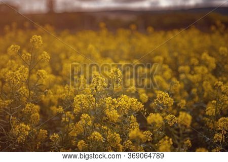 Field Of Rapeseed, Canola Or Colza. Rapeseed Field And Blue Sky