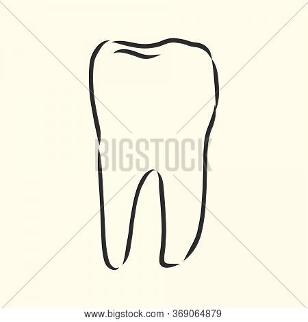 Hand-drawn Black Lines Sketch Molar, Tooth. Doodle Drawing. Object, Element, Icon Component For Illu