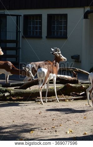 Dama Gazelle (nanger Dama) In The Frankfurt Zoo