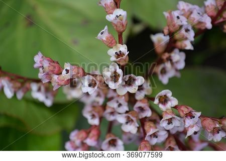 Badan Flower Close Up Among Green Leaves In A Summer Garden