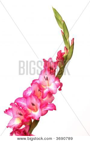 ก้าน gladiola