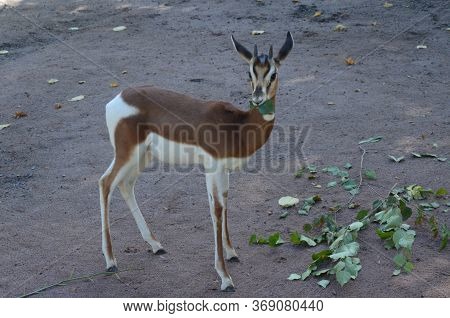 Dama Gazelle (nanger Dama) In The Frankfurt Zoo