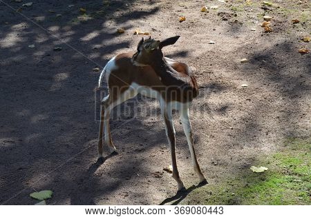 Dama Gazelle (nanger Dama) In The Frankfurt Zoo