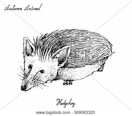 Autumn Animal, Illustration Hand Drawn Of Hedgehog Isolated On White Background. Symbolic Animal To 