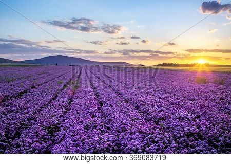 Rural Landscape With Field Of Purple Blooming Garlic On Sunset And Mount Sleza On Background, Lower 