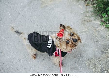 Dog Guard On A Leash For A Walk