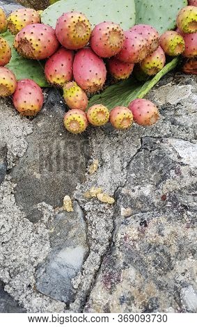 Prickly Pear Plants An Old Stone Wall In Apulia