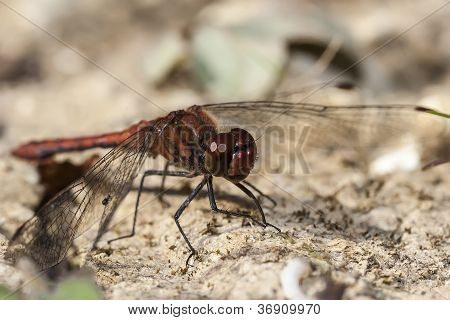 Punaposkinen Darter