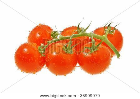 Capriata di pomodori