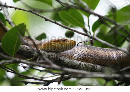 Amarillo serpiente rata