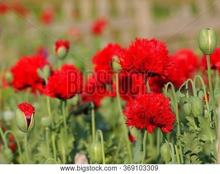 Red Flowers Of Poppy Tears Or Lachryma Papaveris, Papaver Somniferum. Opium Flowers