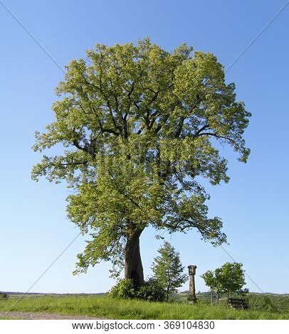 Small-leaved Linden Lime Tree Leaves In Summer