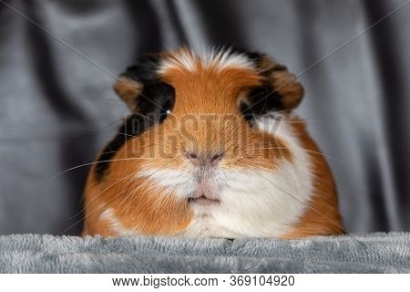 Guinea Pig (cavia Porcellus) Is A Popular Household Pet