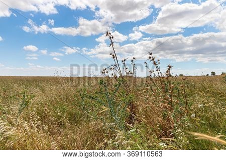 Steppe And Thorny Bush Near The Remnants Of The Early Bronze Age Megalithic Complex Of The Early Bro