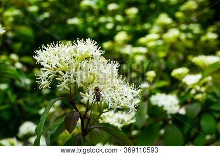 Flowering Motley, Similar To Derain, Shrub With White Inflorescences. This Plant Has Green Leaves An