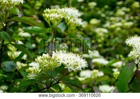 Flowering Motley, Similar To Derain, Shrub With White Inflorescences. This Plant Has Green Leaves An