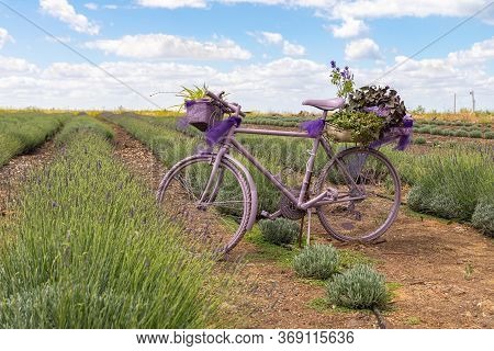 Kanaf, Israel, May 29, 2020 : A Purple Colored Bicycle Is Used As A Flower Pot On A Lavender Field A