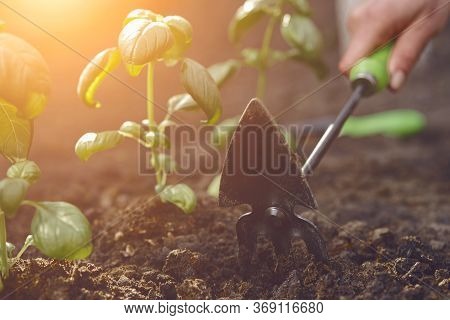 Hand Of Unrecognizable Girl Is Loosening Ground By Small Garden Hoe, Planting Green Basil Seedlings 