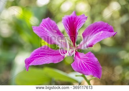 Bauhinia Blakeana Or Hong Kong Orchid Flower  With A Green Leave In The Garden