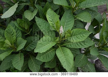 Phytolácca Americána Poisonous Plant. Phytolacca Acinosa Medicinal And Poisonous Plant.