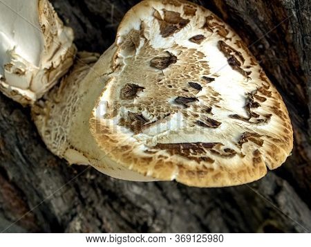 Tinder Mushroom With The Latin Name Cerioporus Squamosus Grew On The Bark Of An Old Tree