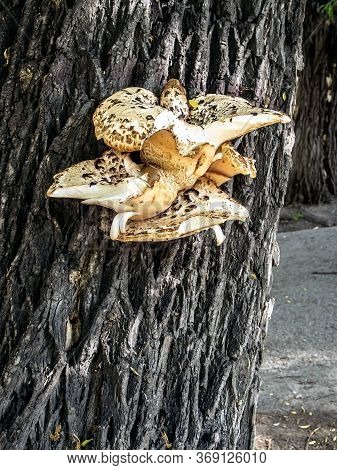 Tinder Mushroom With The Latin Name Cerioporus Squamosus Grew On The Bark Of An Old Tree