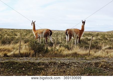 Two Symmetrical Beautiful Llamas In Patagonia Ushuaia