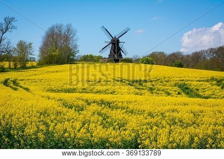 A Bright Yellow Field Of Flowers (rapeseed Flowers) With An Old Wooden Windmill In The Background