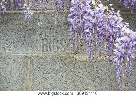 Glycine With Purple Flowers Panicles In Full Bloom Before A Blue Sky. Natural Home Decoration With L