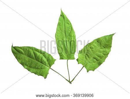 Herbs, Fresh Green Laurel Clock Vine (thunbergia Laurifolia) Leaves Isolated On White Background. Th