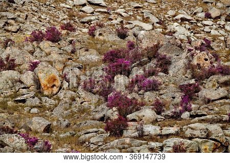 Russia. South Of Western Siberia. Mountain Altai. Thousands Of Tourists From Different Countries In 
