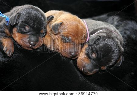Lille Pinscher hvalpe