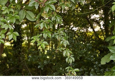 Red leaves of virginia creeper, Parthenocissus quinquefolia